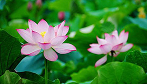 Chùa Phật Tổ Queensland