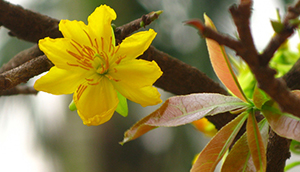 Chùa Phật Tổ Queensland