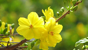 Chùa Phật Tổ Queensland