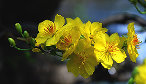 Chùa Phật Tổ Queensland