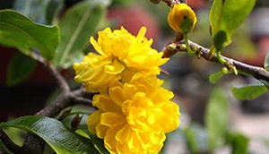 Chùa Phật Tổ Queensland