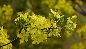 Chùa Phật Tổ Queensland