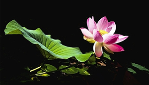 Chùa Phật Tổ Queensland